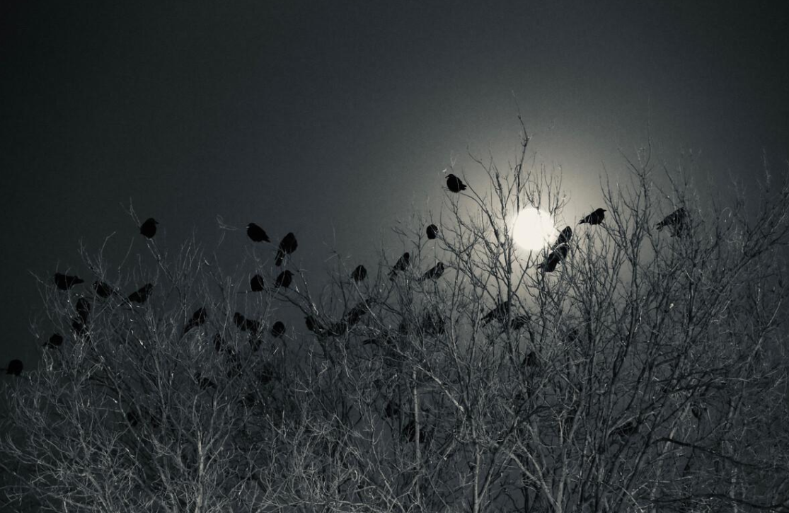 "不祥之兆"上万只乌鸦盘旋青海西宁上空,当地人声称已经习惯了