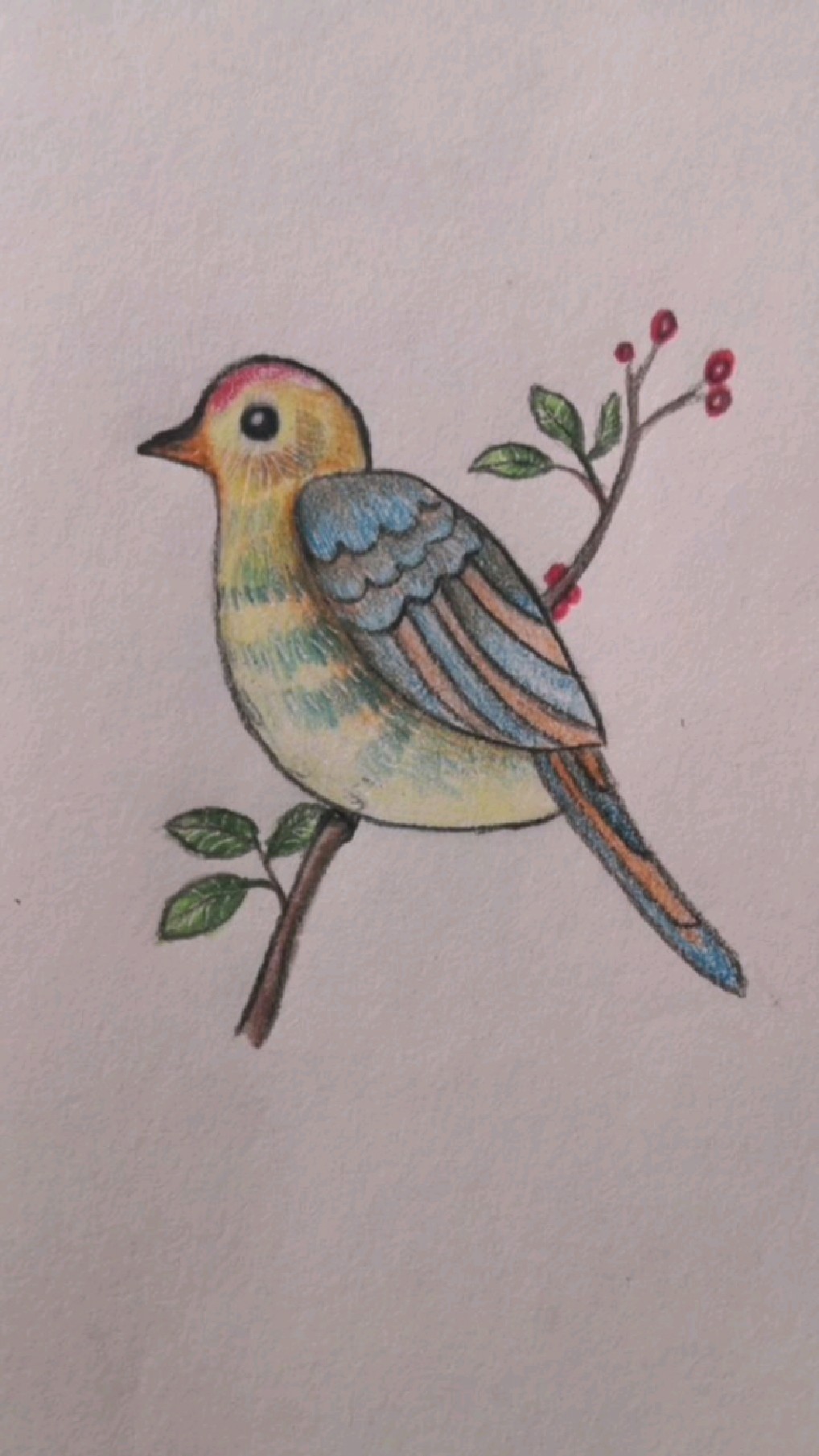 简笔画:教大家画小鸟