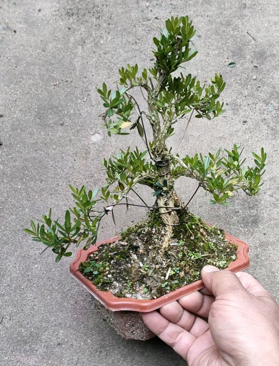 矮霸雀舌皱皮小叶黄杨