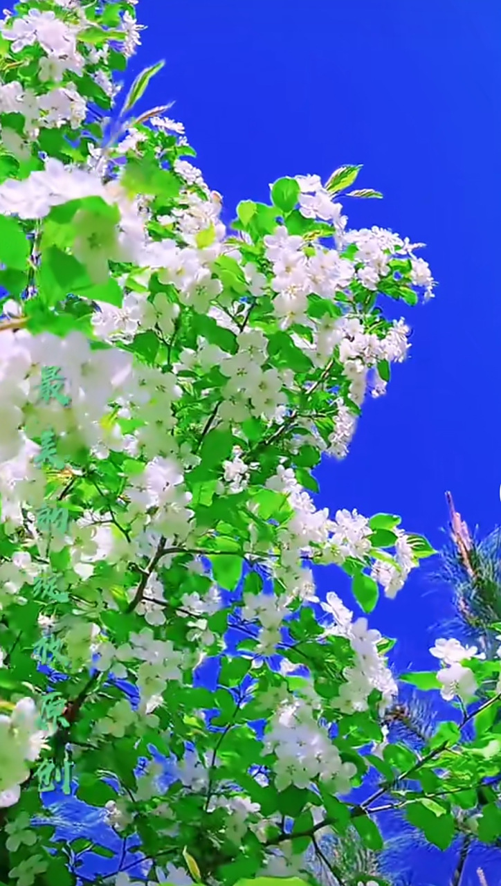 春风若有怜花意,可否许我再少年?