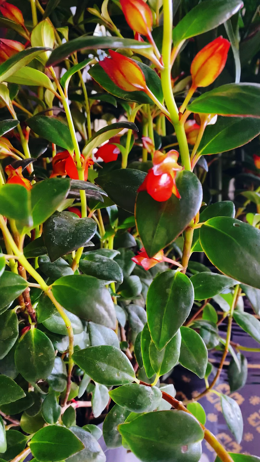 金鱼花不开花,和这些养护有关!