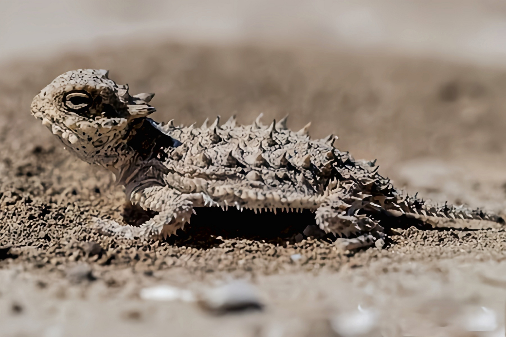 每天认识一种动物——海湾角蜥 海湾角蜥别名海岸角蜥,仅分布于墨西哥