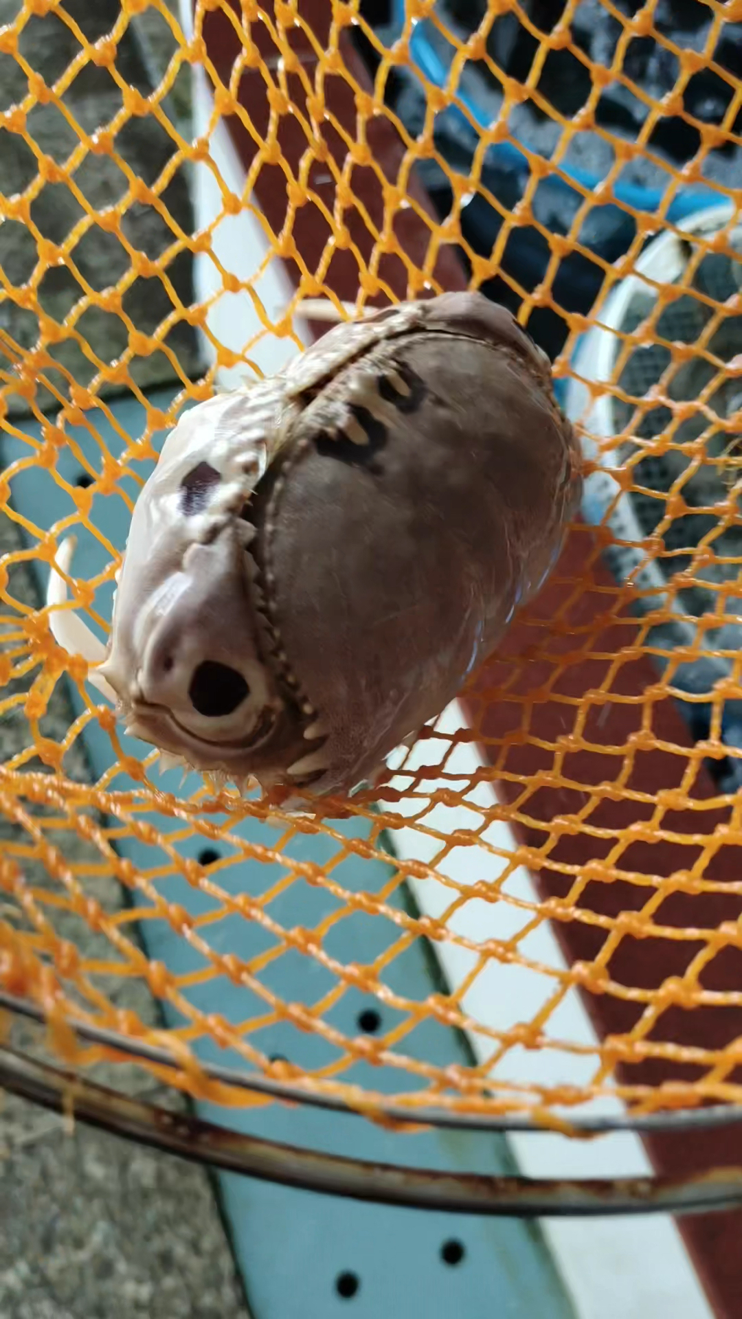 你见过圆嘟嘟的螃蟹吗?