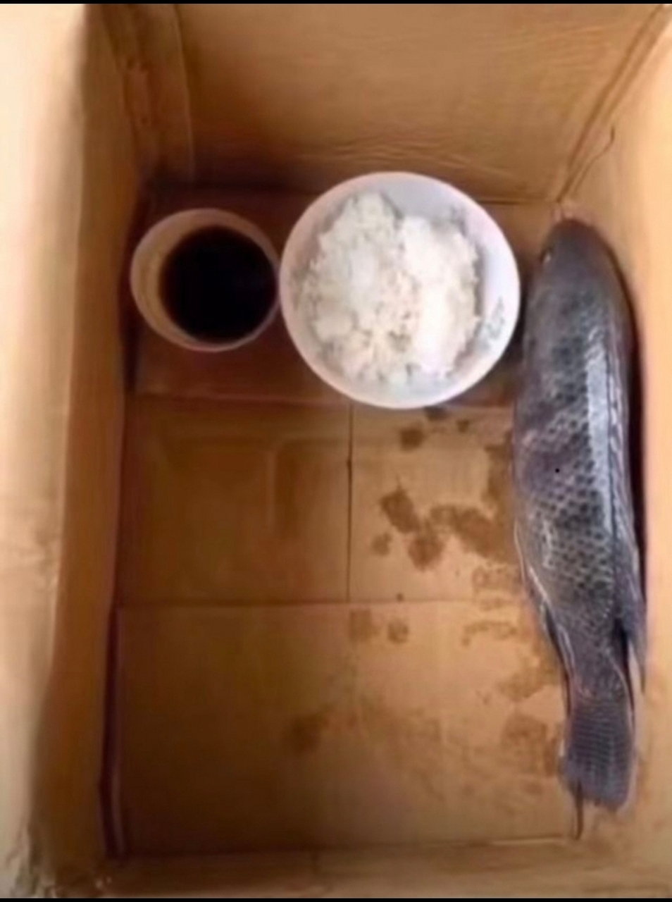 我的鱼为什么不吃饭呢?我好着急啊!,谁来帮帮我?