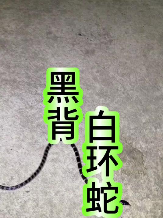 分布最广的黑白相间的无毒蛇