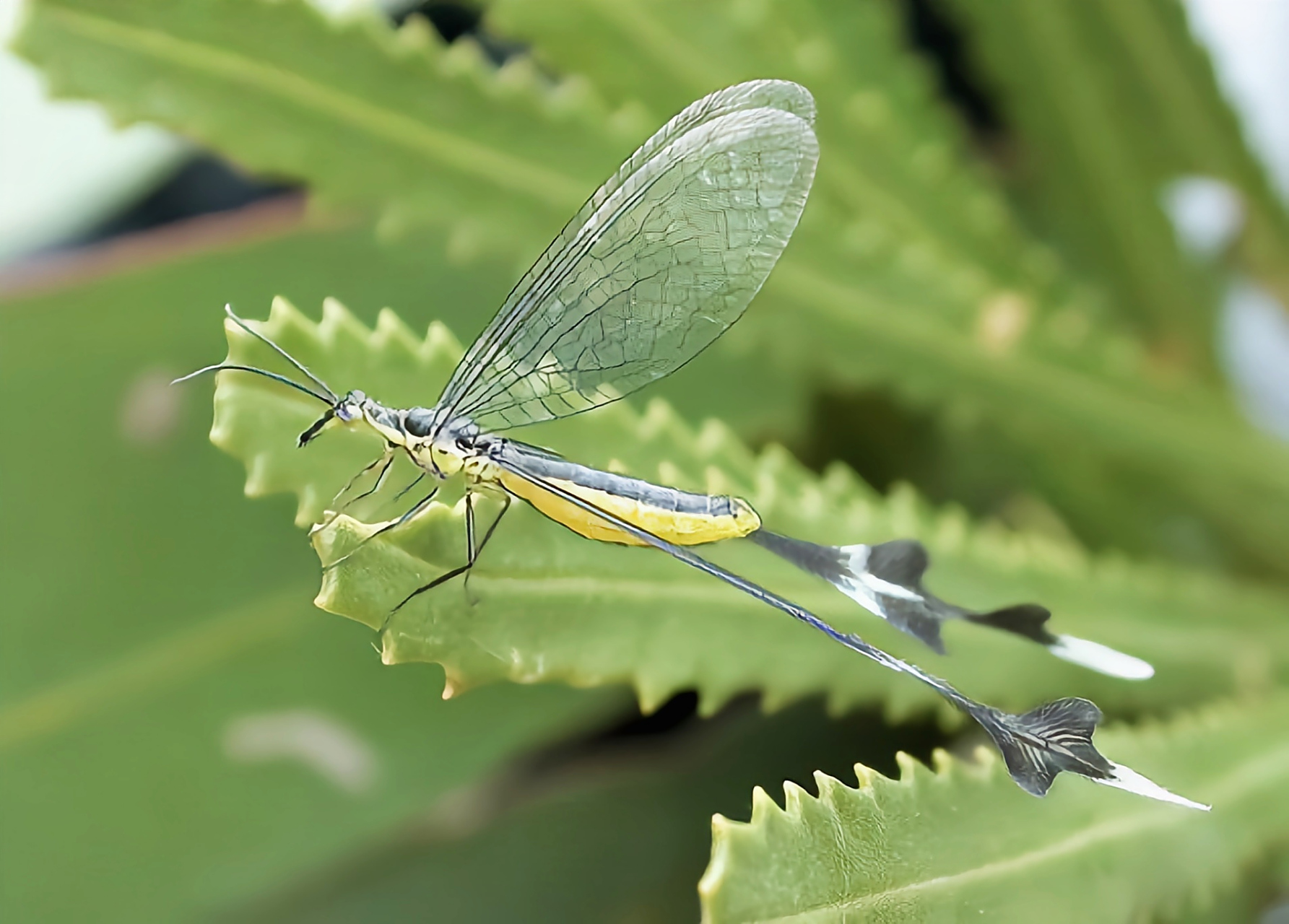 每天认识一种昆虫——蚁蛉 蚁蛉是脉翅目蚁蛉科的统称.