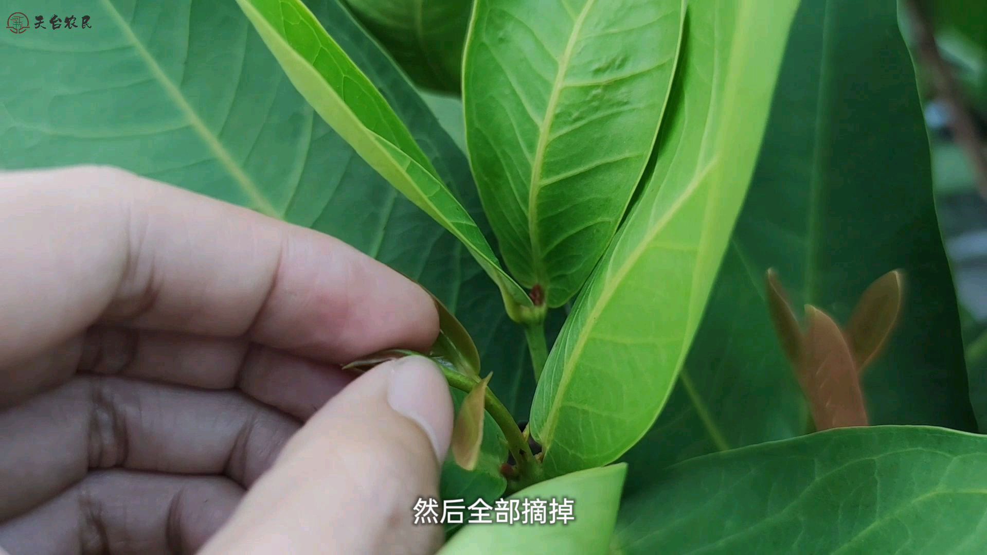 修剪出树形?不!我从未修剪也能出树形,勤快点“手多多”就好了