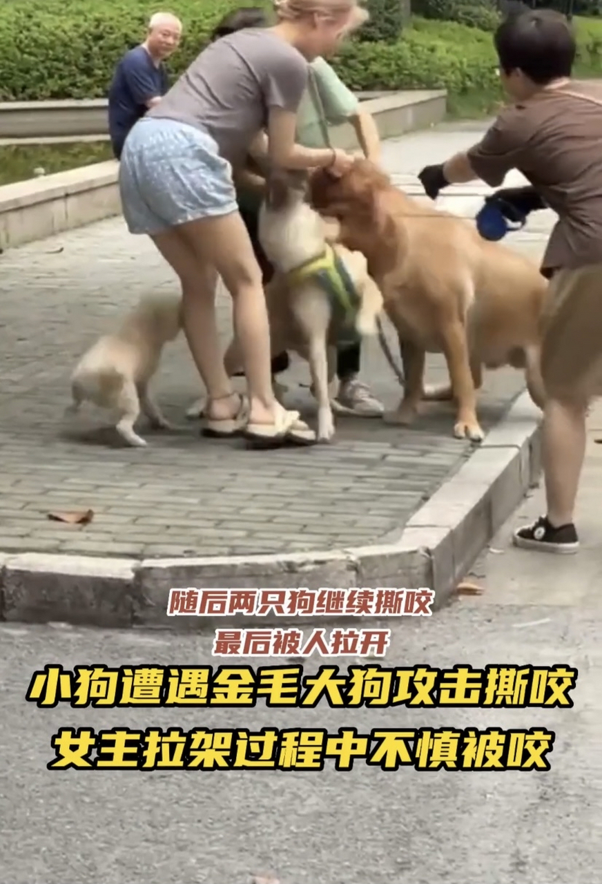 有网友认为,我绝对没有歧视养狗的,但是我确实很讨厌那种养狗不西明