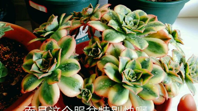 法师界最好养的品种,星爆最能保持状态还容易爆仔的多肉