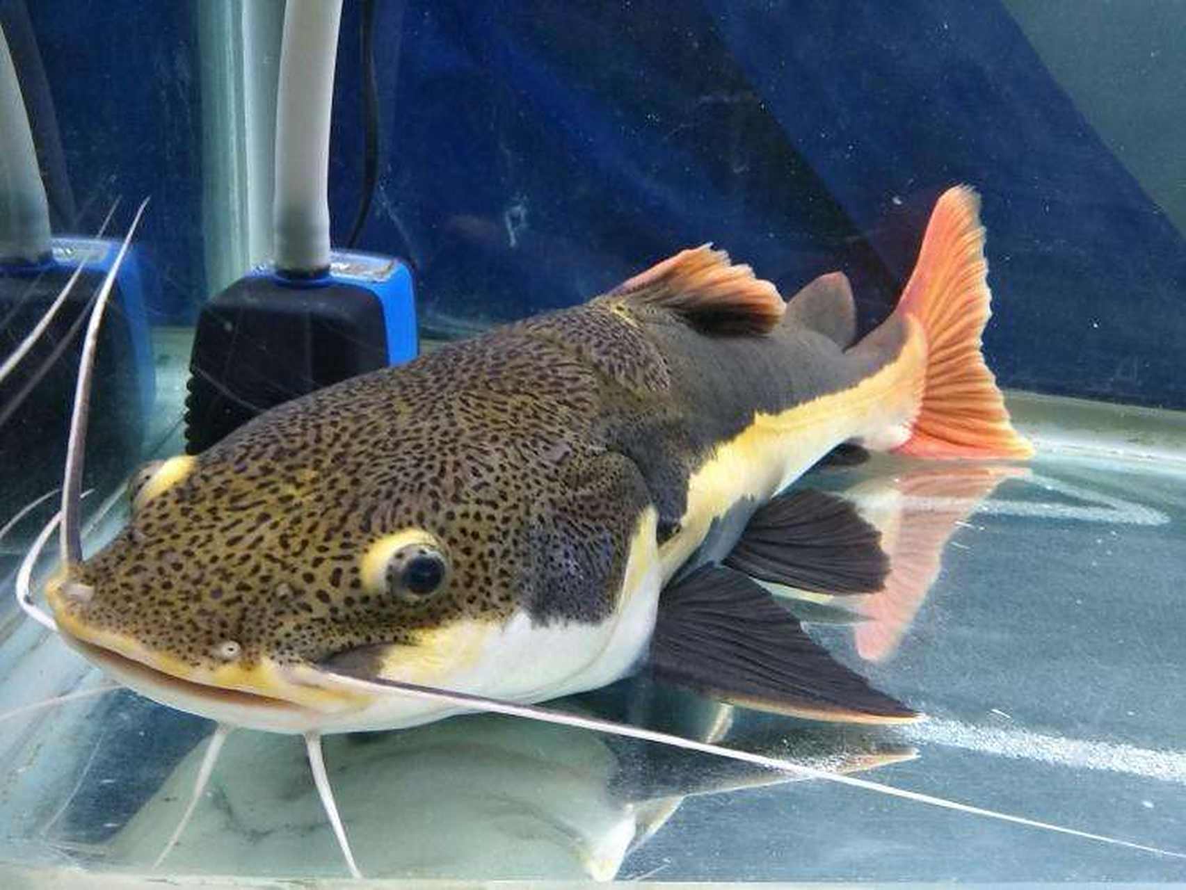 观赏鱼# 招财猫鱼, 学名红尾鲶(phractocephalus hemiliopterus)又名