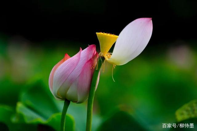 七律 夏荷(排律)