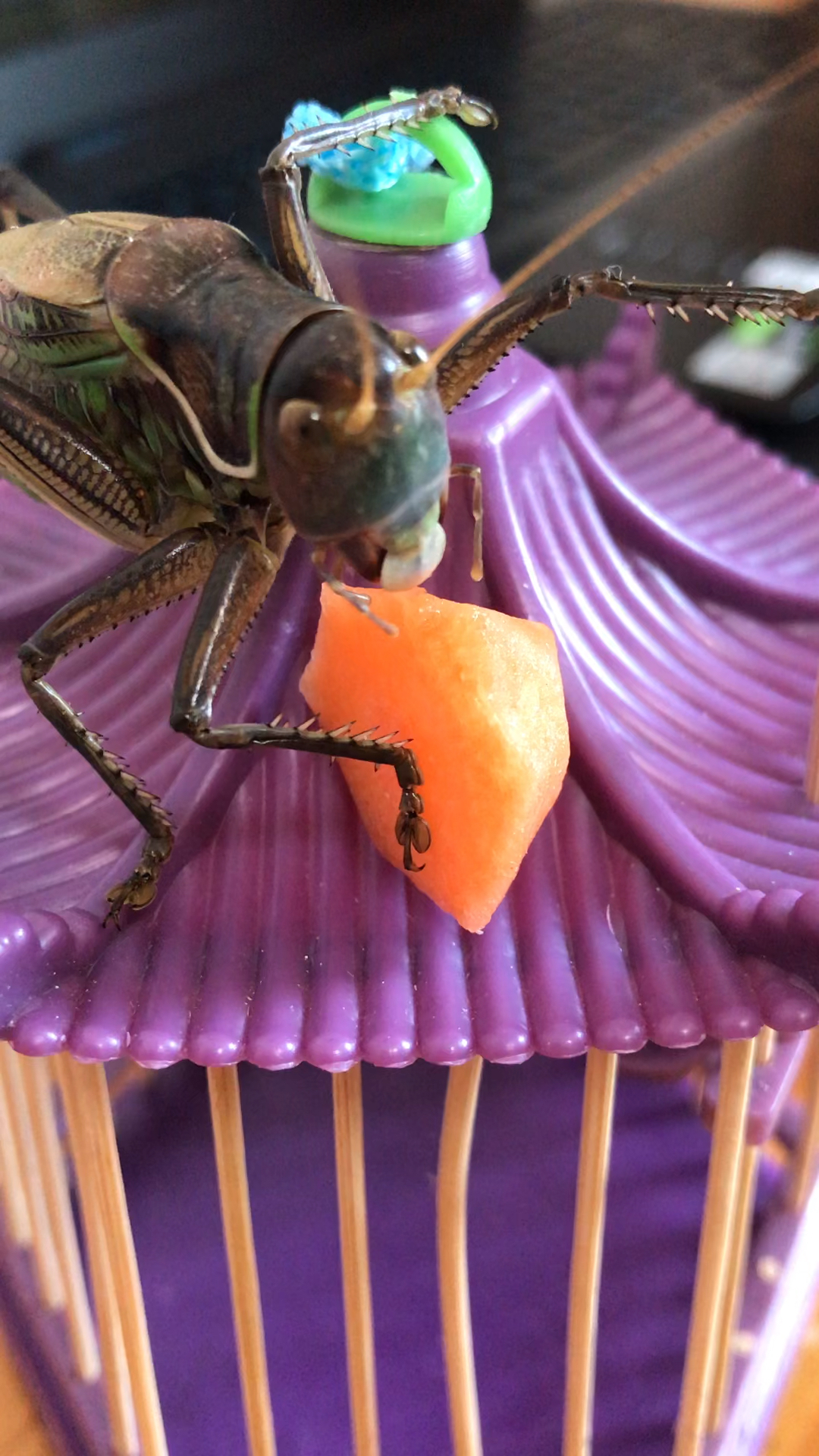 儿子的宠物蝈蝈,爱吃胡萝卜,可惜只活了三个月,现已被埋在大树下,感谢