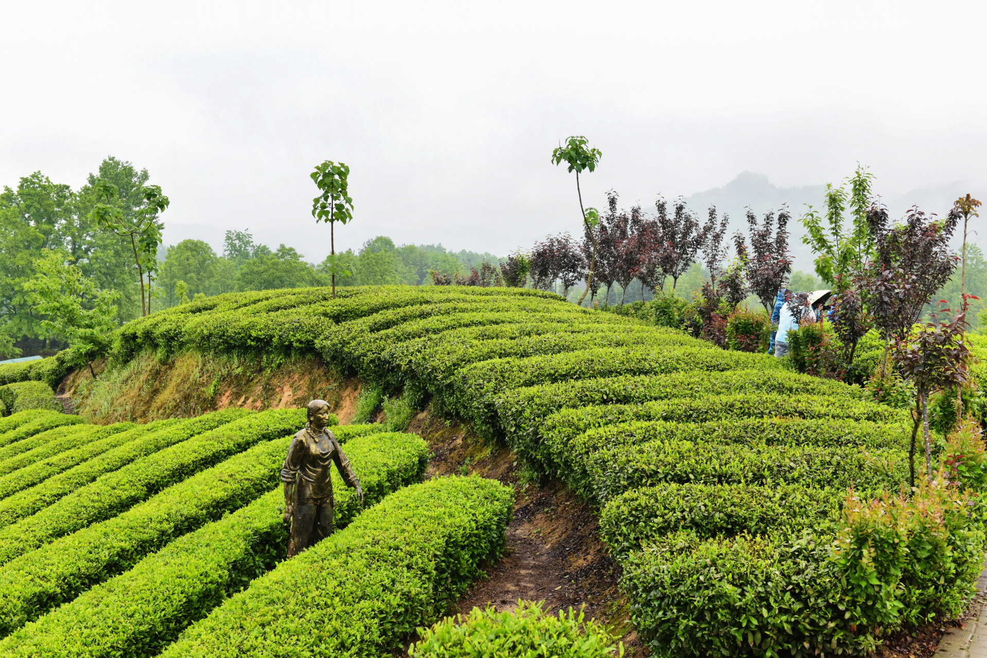 西乡江塝茗茶园,中国最美茶乡!位于陕西省西乡县峡口镇.