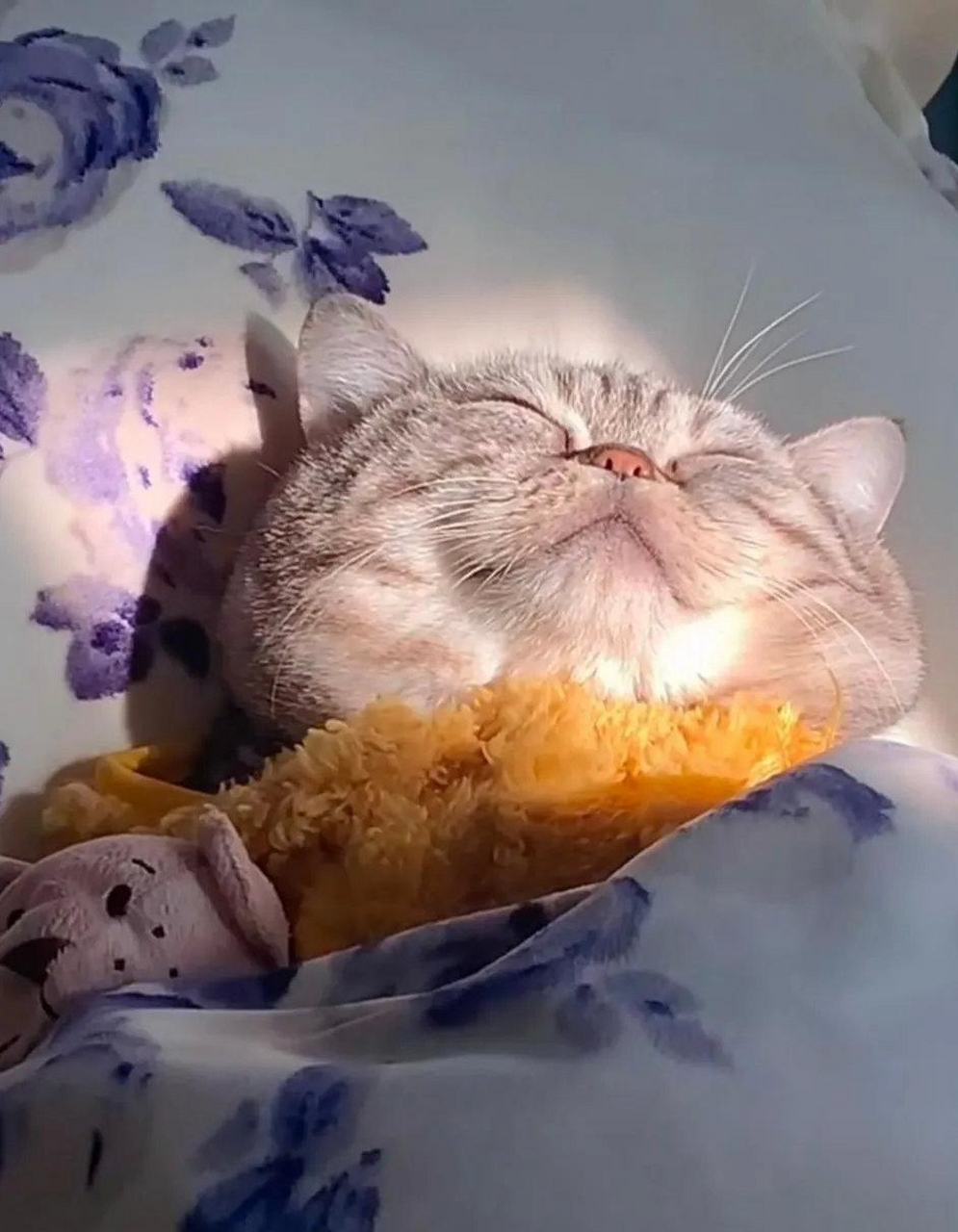 猫咪:每天都睡到自然醒.一睁眼就看到,早晨的第一缕阳光.舒服.