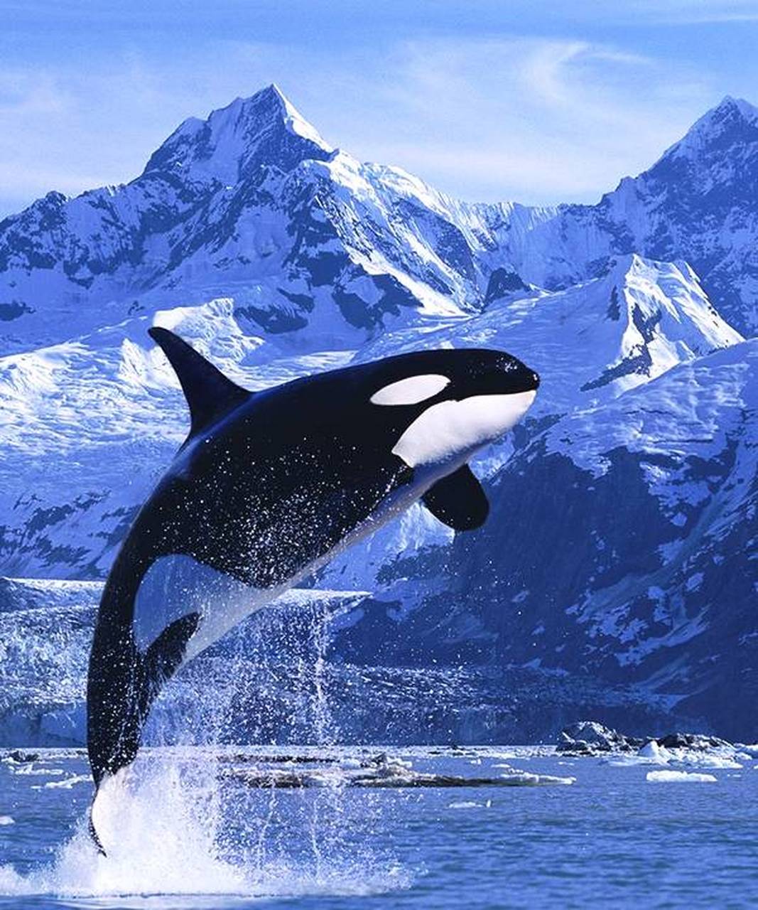 虎鲸是最大的海豚科动物,身长可达9.8米,体重超过10吨.