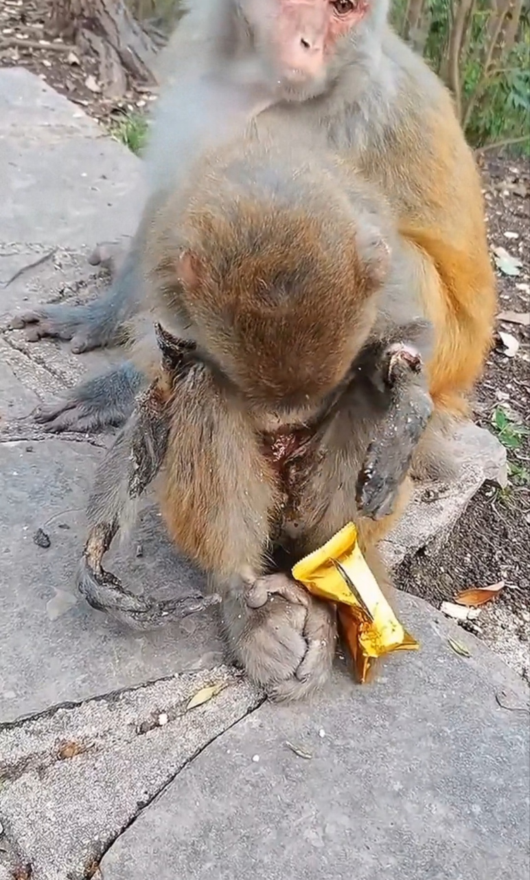 一只猴子无意爬上了电缆,顿时被电成火球落下,四肢和腹部均被烧熟,在