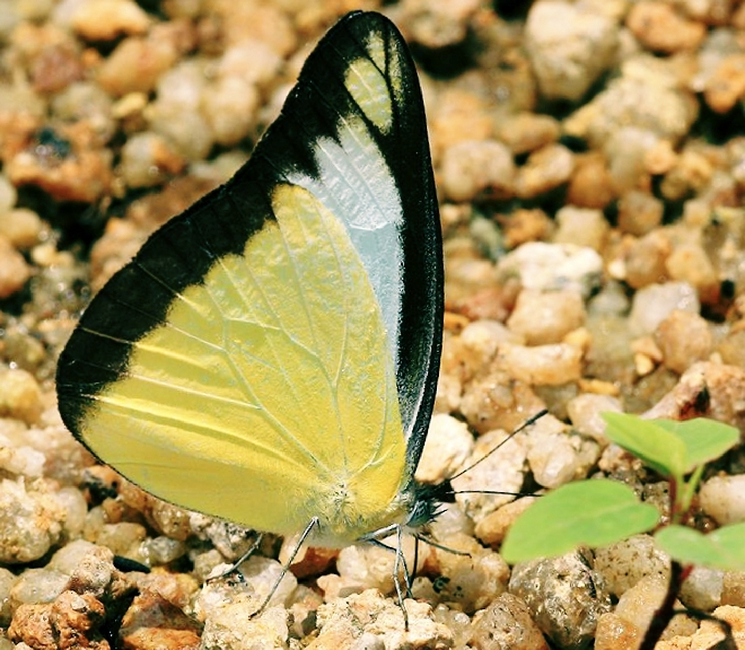每天认识一种昆虫——灵奇尖粉蝶 灵奇尖粉蝶外形清新可爱,但它却是