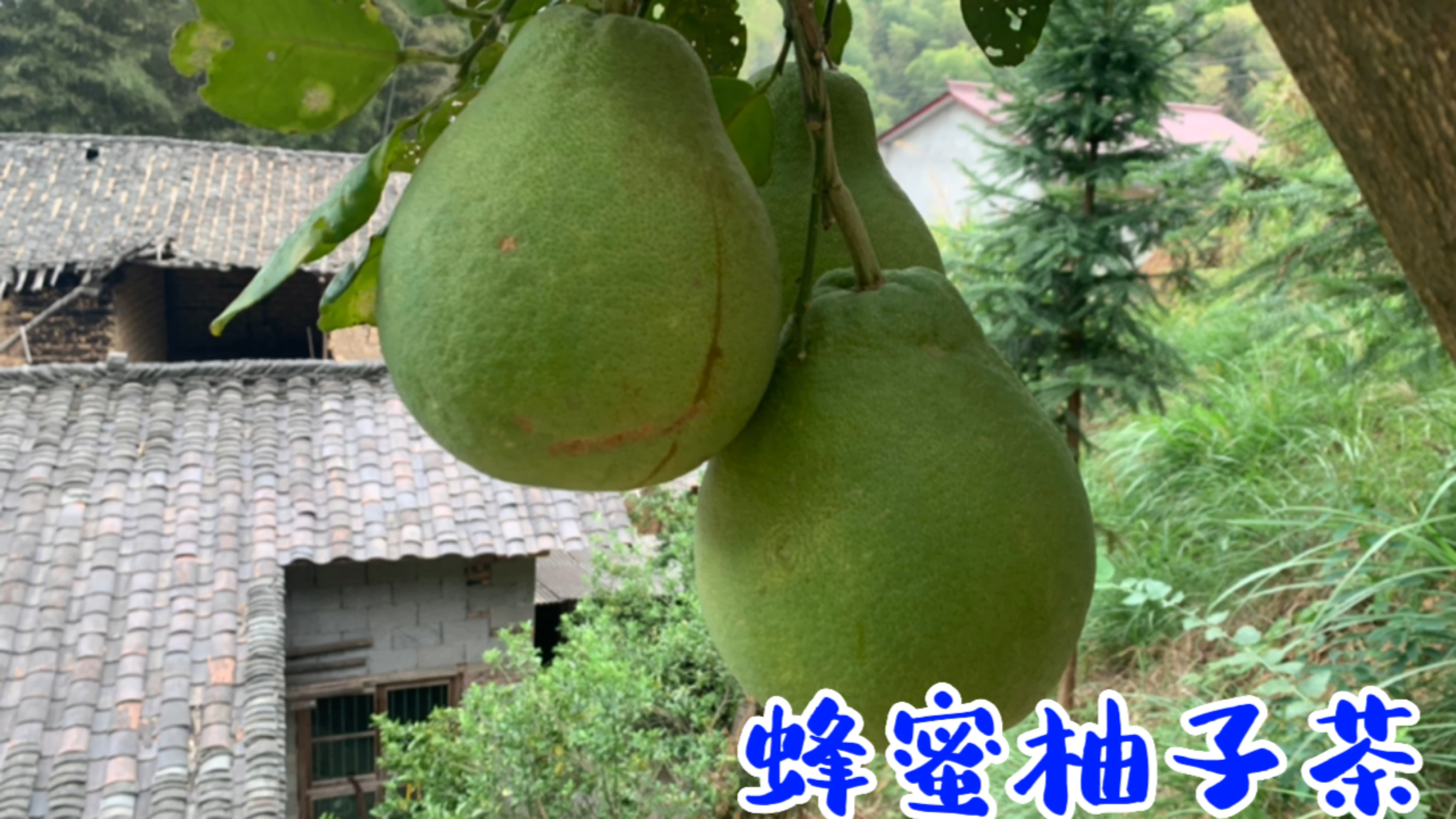 老家种的柚子熟了,自制柠檬柚子茶,比外面卖的实惠,营养健康