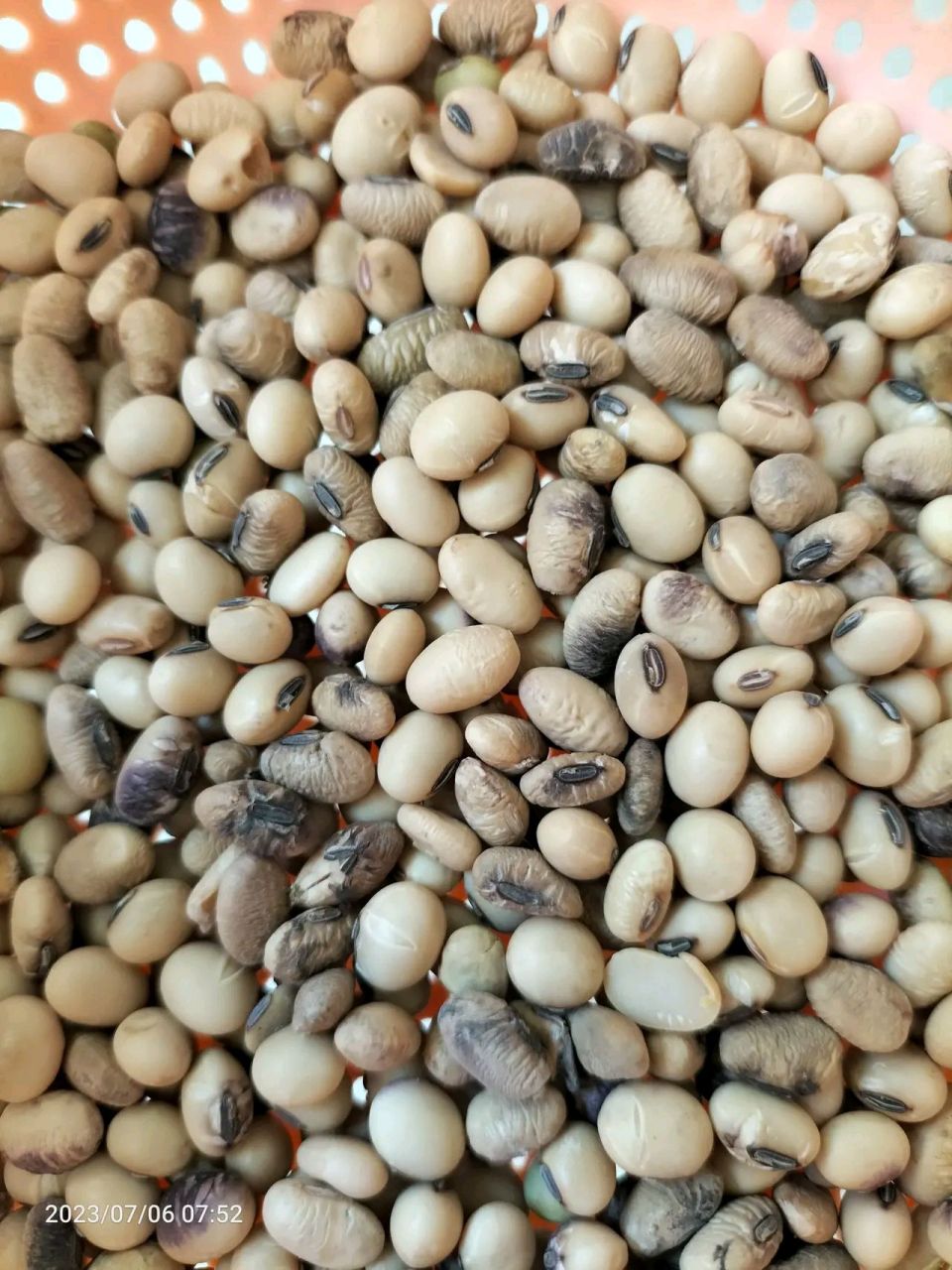 最近都在说转基因,看看,这个才是真正非转基因大豆,我妈种的笨黄豆长