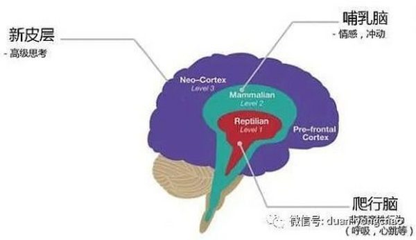 深度理解元宇宙：从Cyborg、OBE、MEME说起