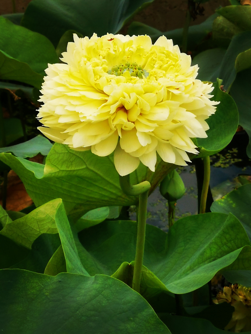 九月动态激励计划#   荷花——绿如意  小花群,重瓣类,碗莲组荷花,淡