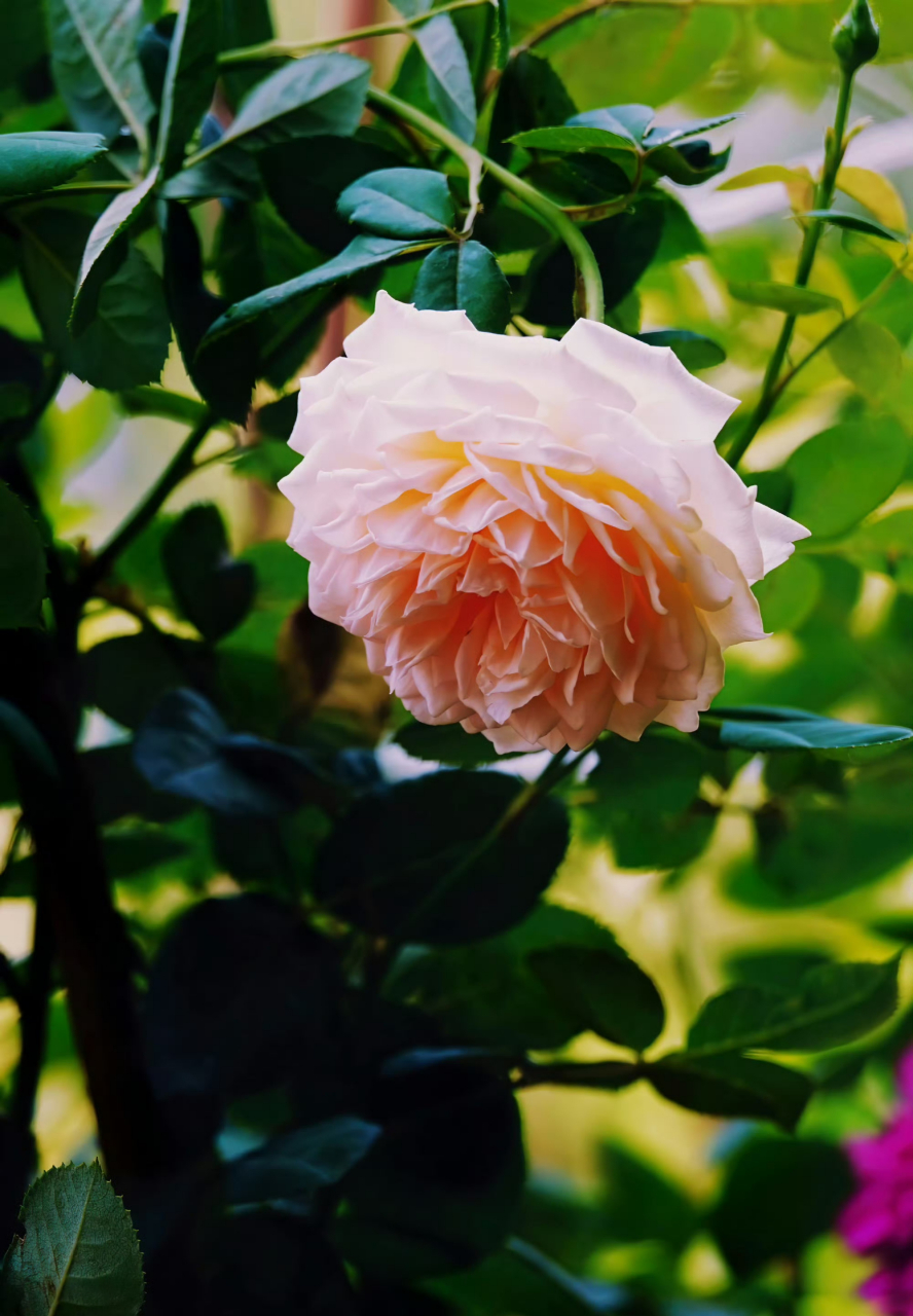 玛格丽特王妃月季,随手拍植物,雍容贵气又华丽,气质独特,香味迷人