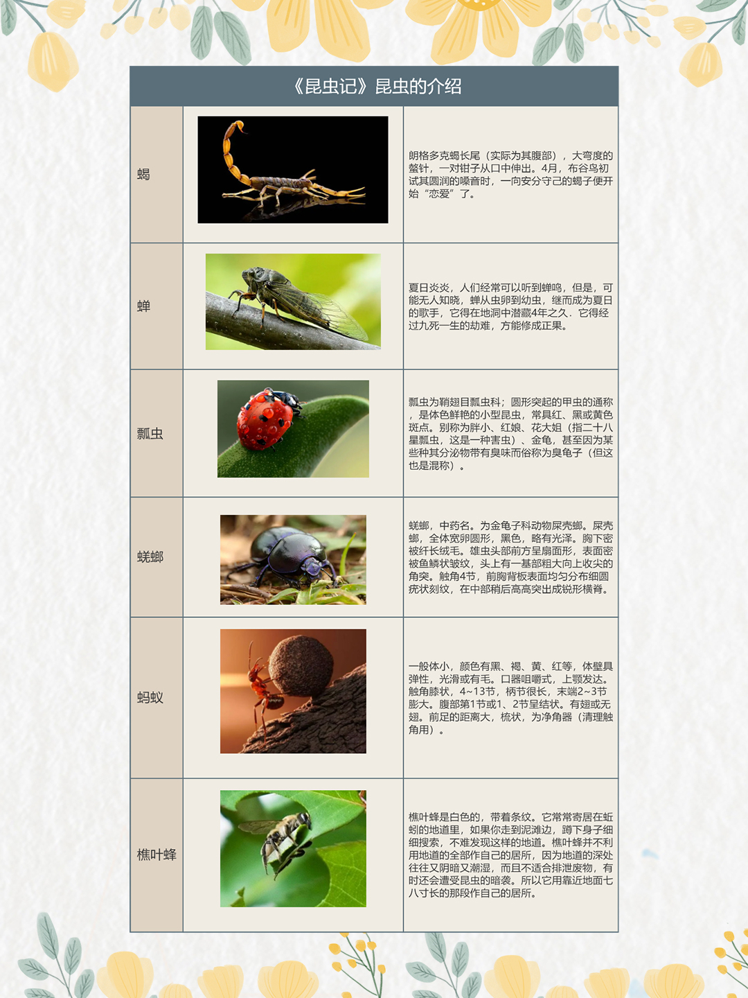 昆虫记 10种昆虫资料卡图片
