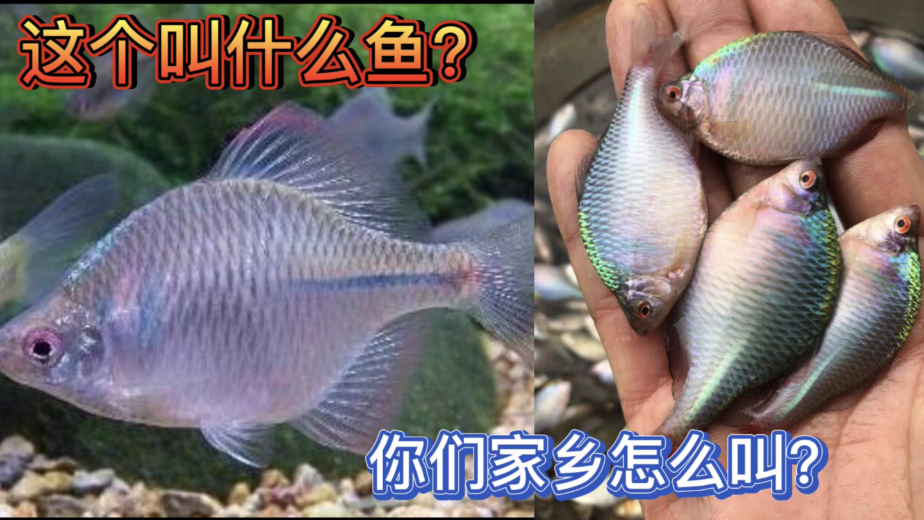 原来这叫“鳑鮍鱼”我们这里叫“鸡屎皮”炸脆了真好吃