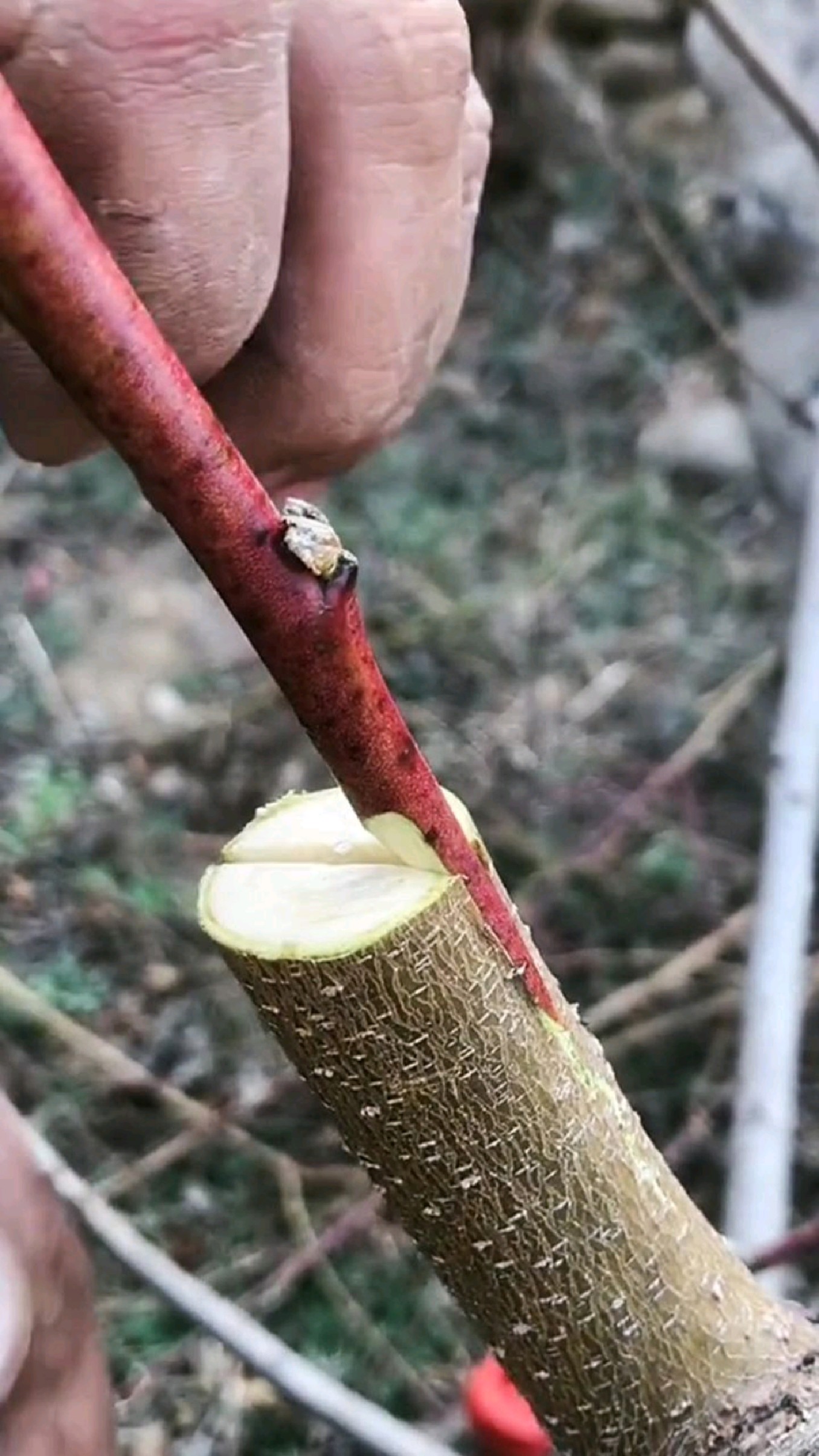 木质芽接法(劈接法,对以前的桃树进行改良换代