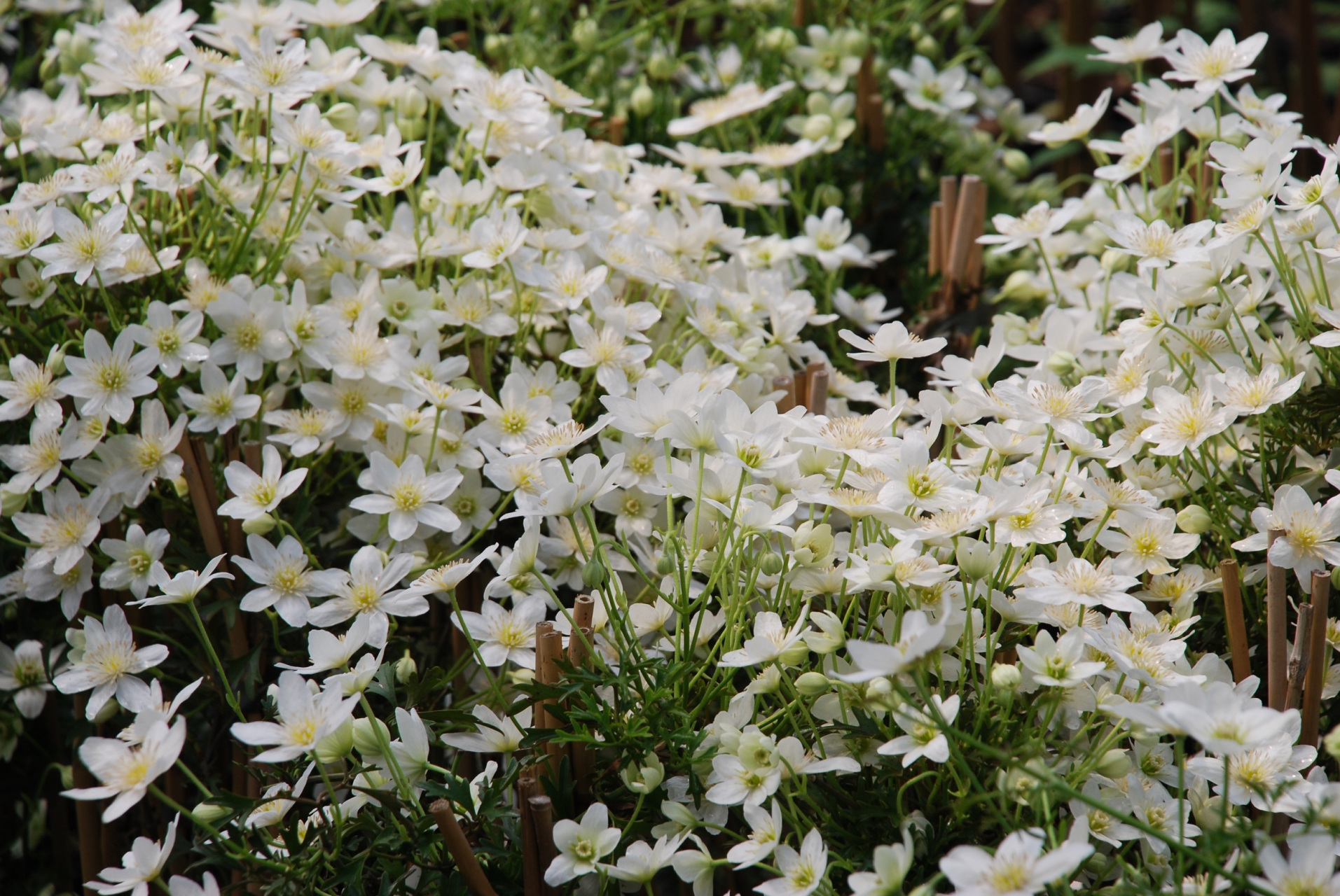 最适合阳台种植的铁线莲—银币 常绿铁线莲"银币"密密扎扎开放的花朵