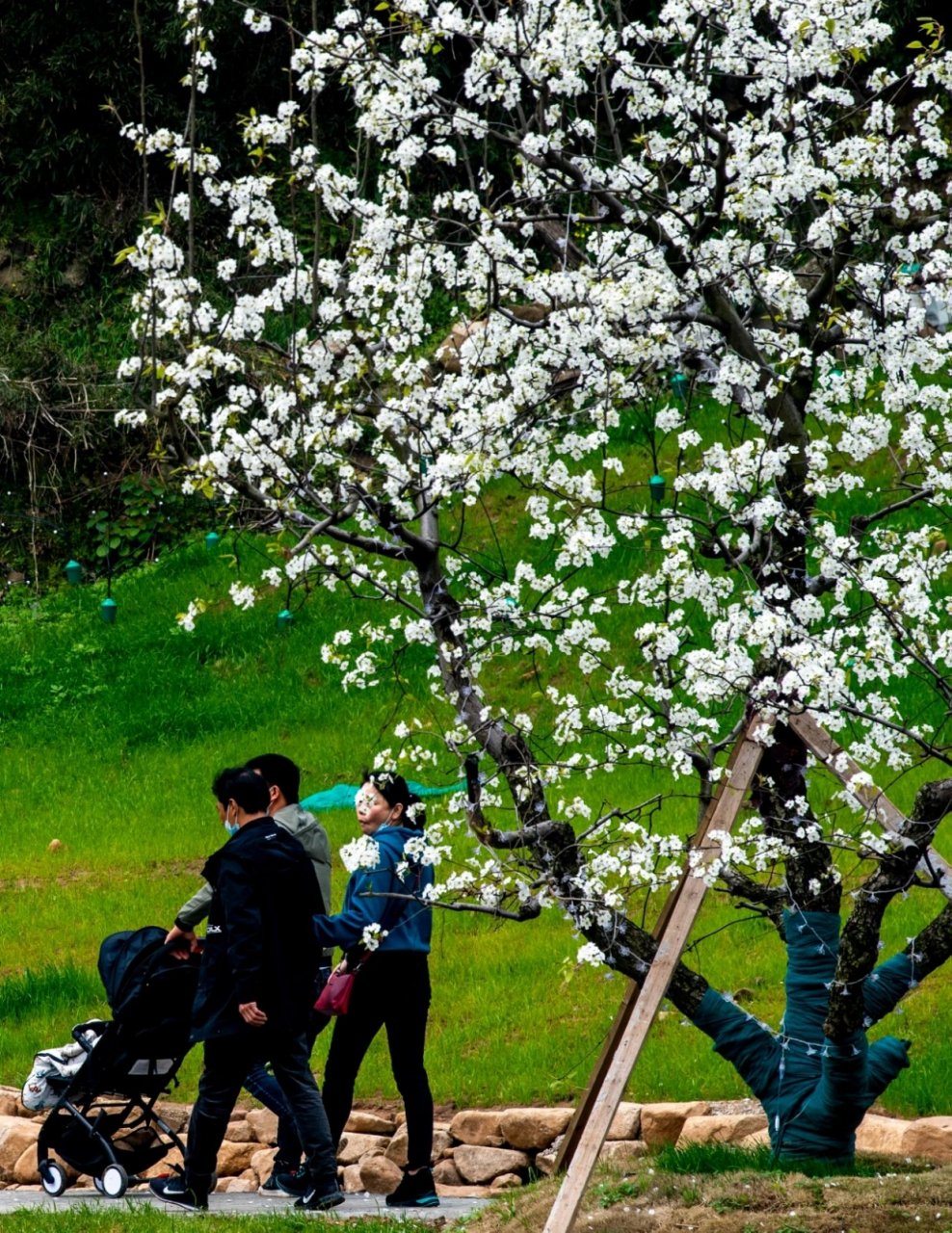 东方山梨花峪网红图片