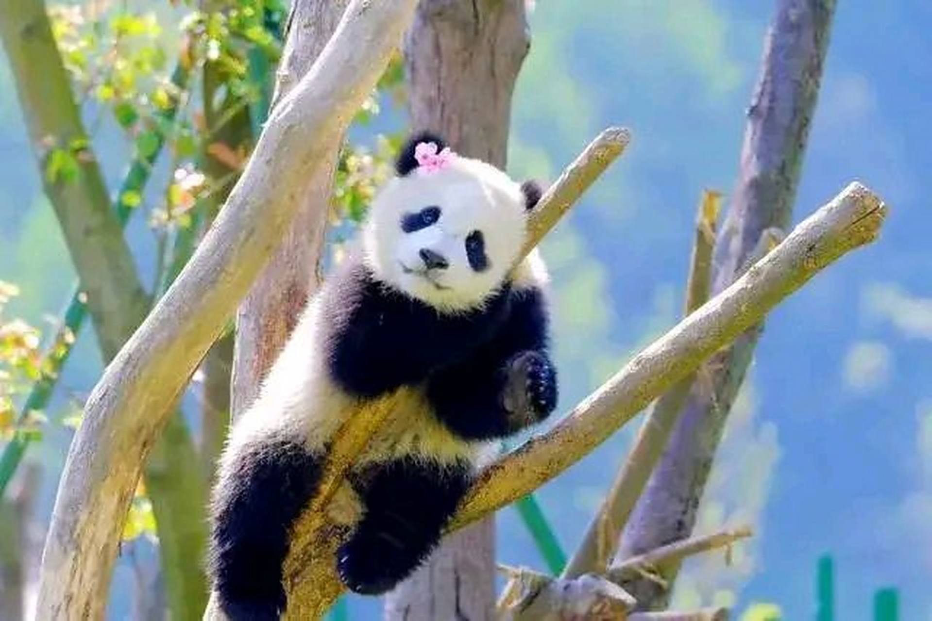 旅居卡塔尔大熊猫"四海"在12万平米场馆过生日. 有霸道总裁那味了.