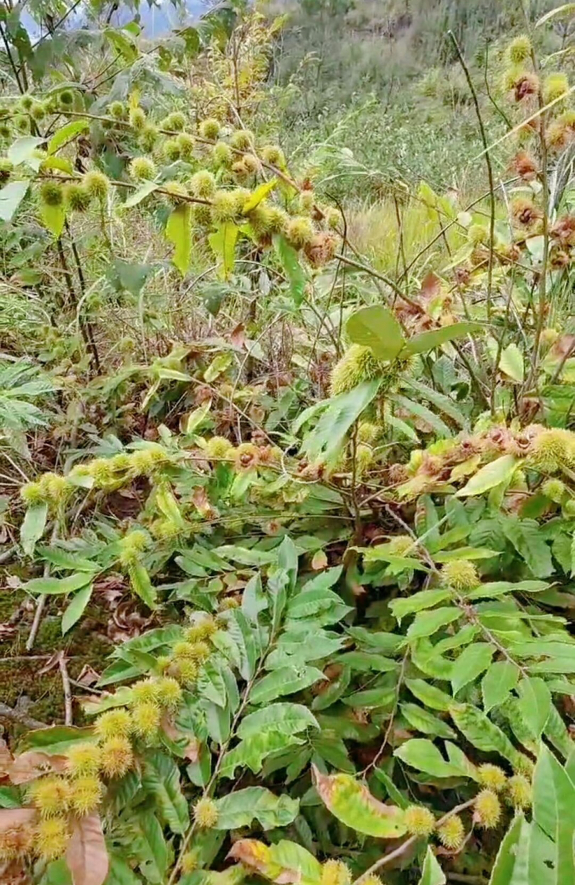 野生板栗树图片大全图片