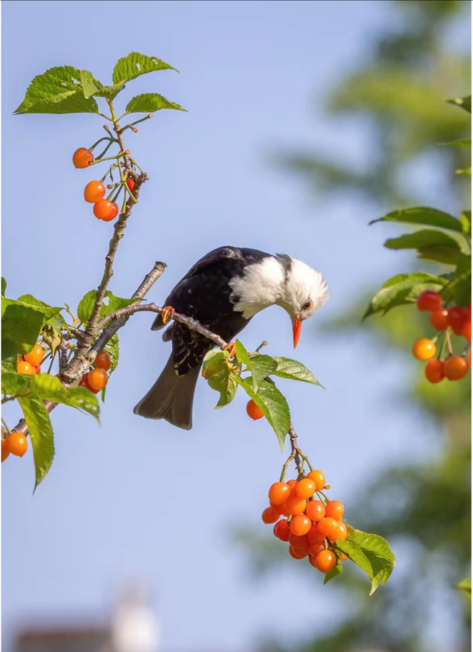 樱桃与鸟 樱桃熟了   鸟也来了
