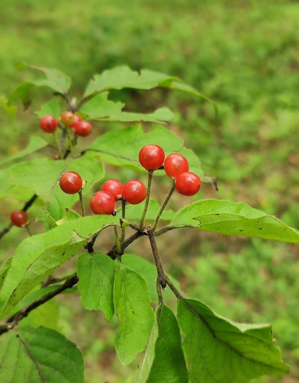 秋天的小红果好好看,一对一对的,金花忍冬的果实,在油菜花姐的指引下