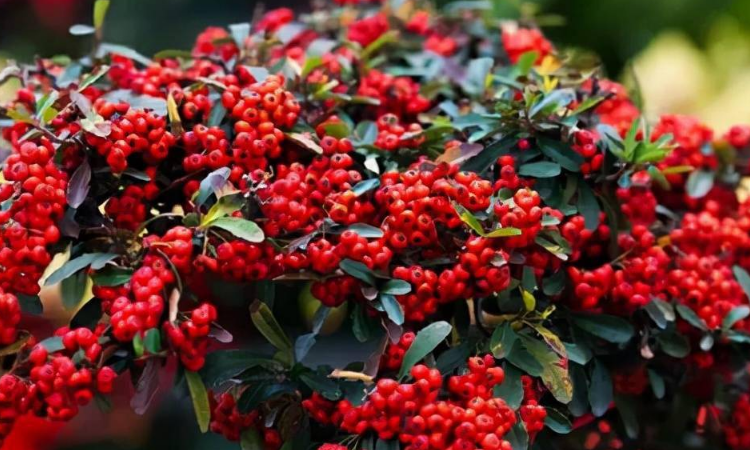 南国红豆是什么植物