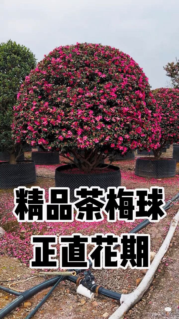 茶梅生长速度图片