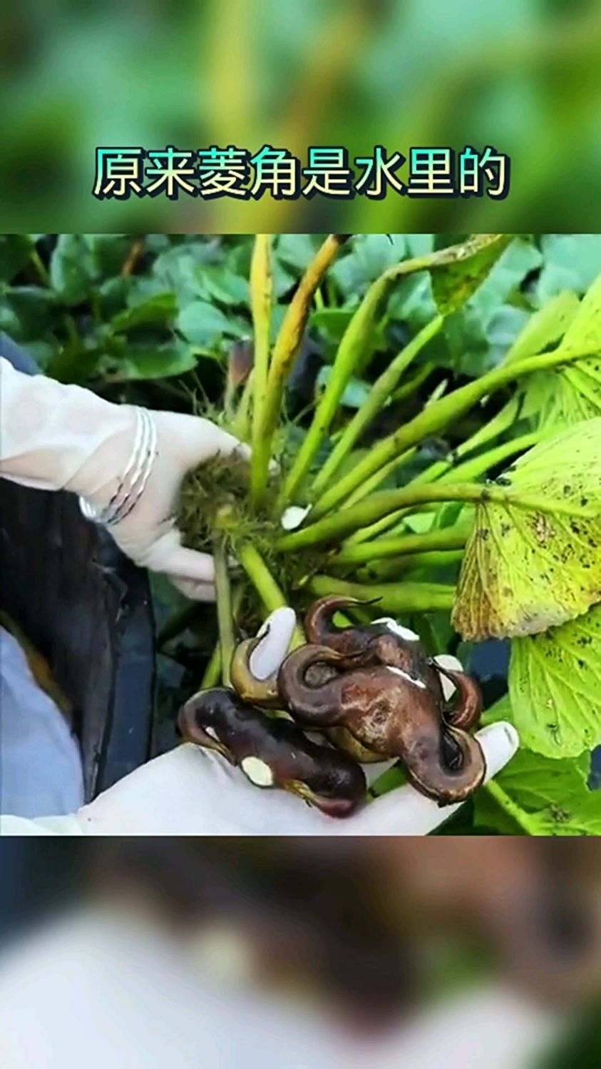 好傢伙,原來菱角是長在水裡的