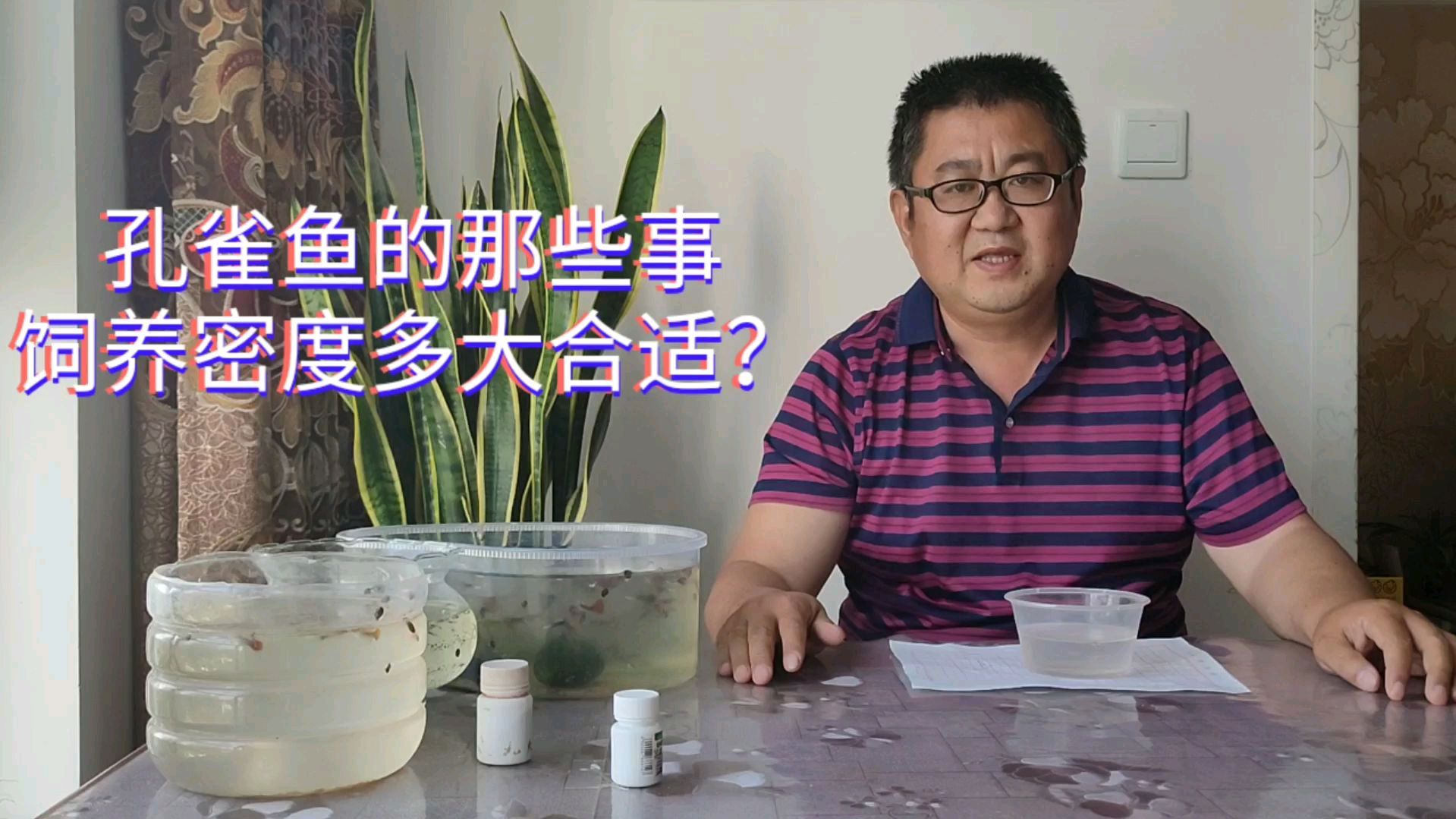 孔雀鱼的饲养密度如何计算?余月:鱼苗一斤一条,大鱼两斤一条