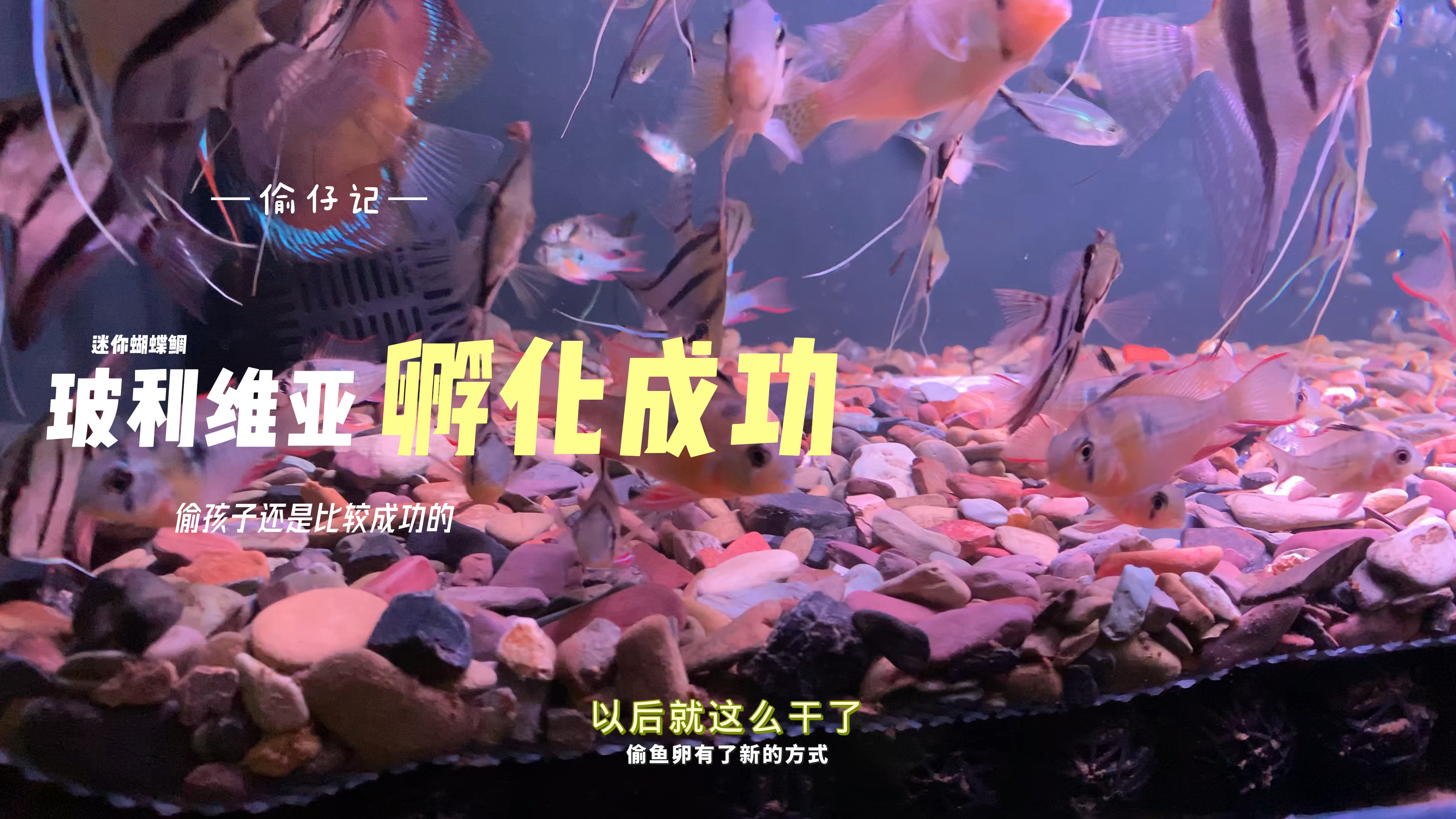 之前偷孩子并转移阵地的玻利维亚凤凰小苗已经成功孵化,就这么干