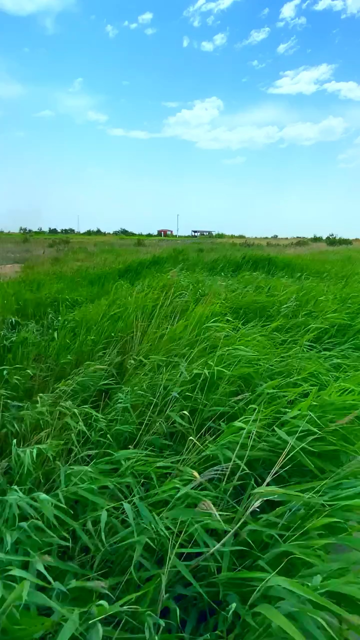 风吹草低见牛羊