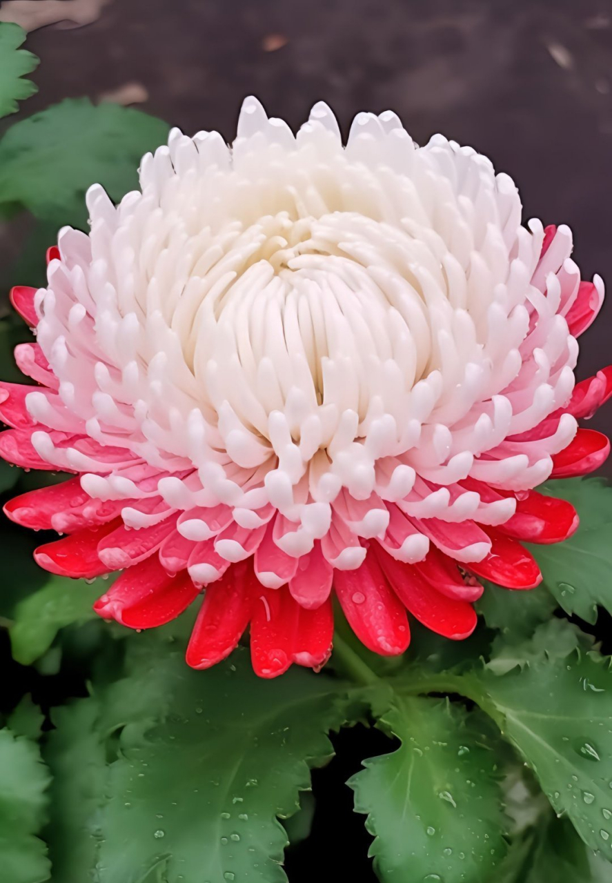 菊花花语:高洁,隐逸;高贵与长寿 ,菊花盛开,千姿百态,鲜艳美丽.