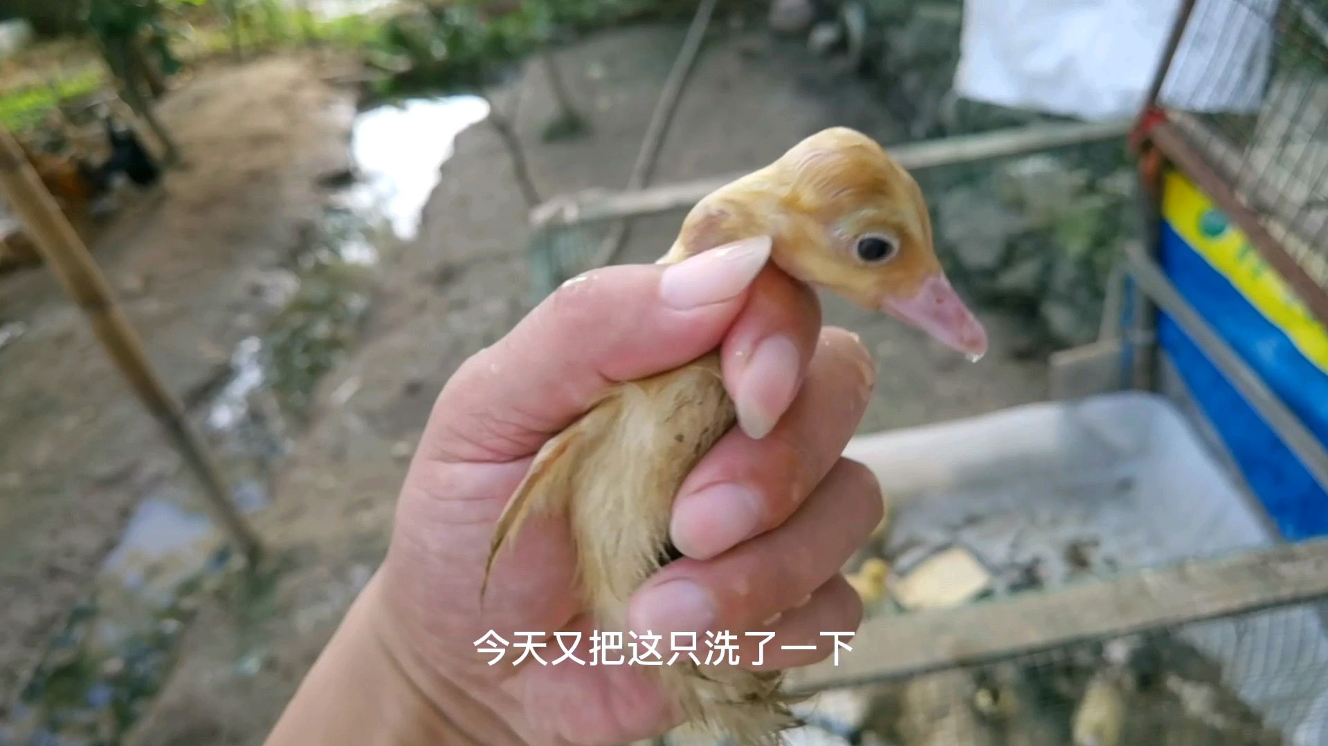 小鸭子不喂饲料养殖第15天,有一只眼睛经常粘住,第4次清洗了
