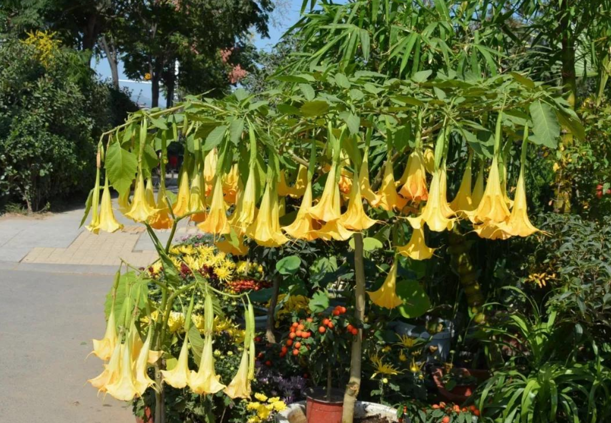 农村随处可见的曼陀罗子,为什么不能直接吃生的?