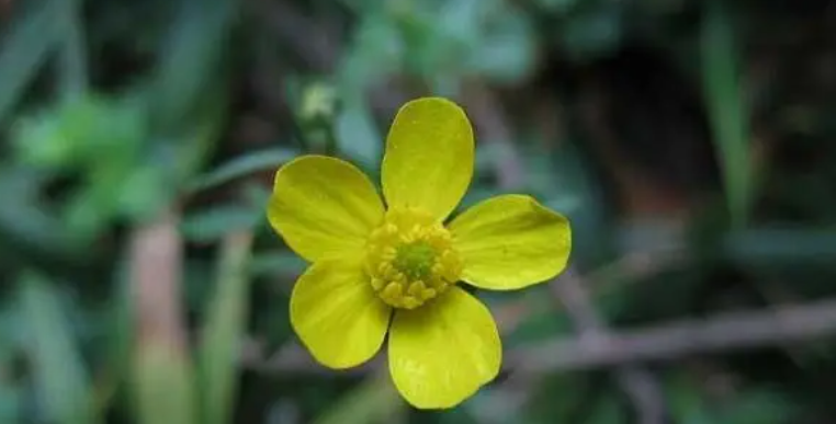 具有两侧对称花的药用植物是