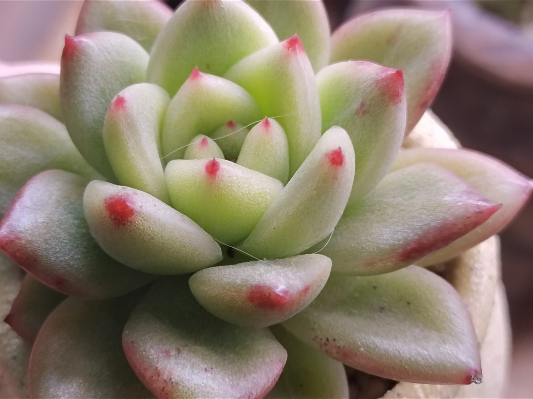 红国王,现在还是红尖配绿叶,不过叶片挺透的,细胞壁都能看到#多肉植物