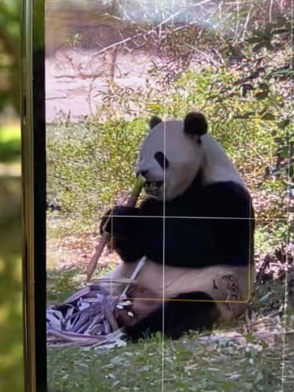 抖抖回来直播美香一家就看到添添吃竹笋[心]#旅美大熊猫美香一家