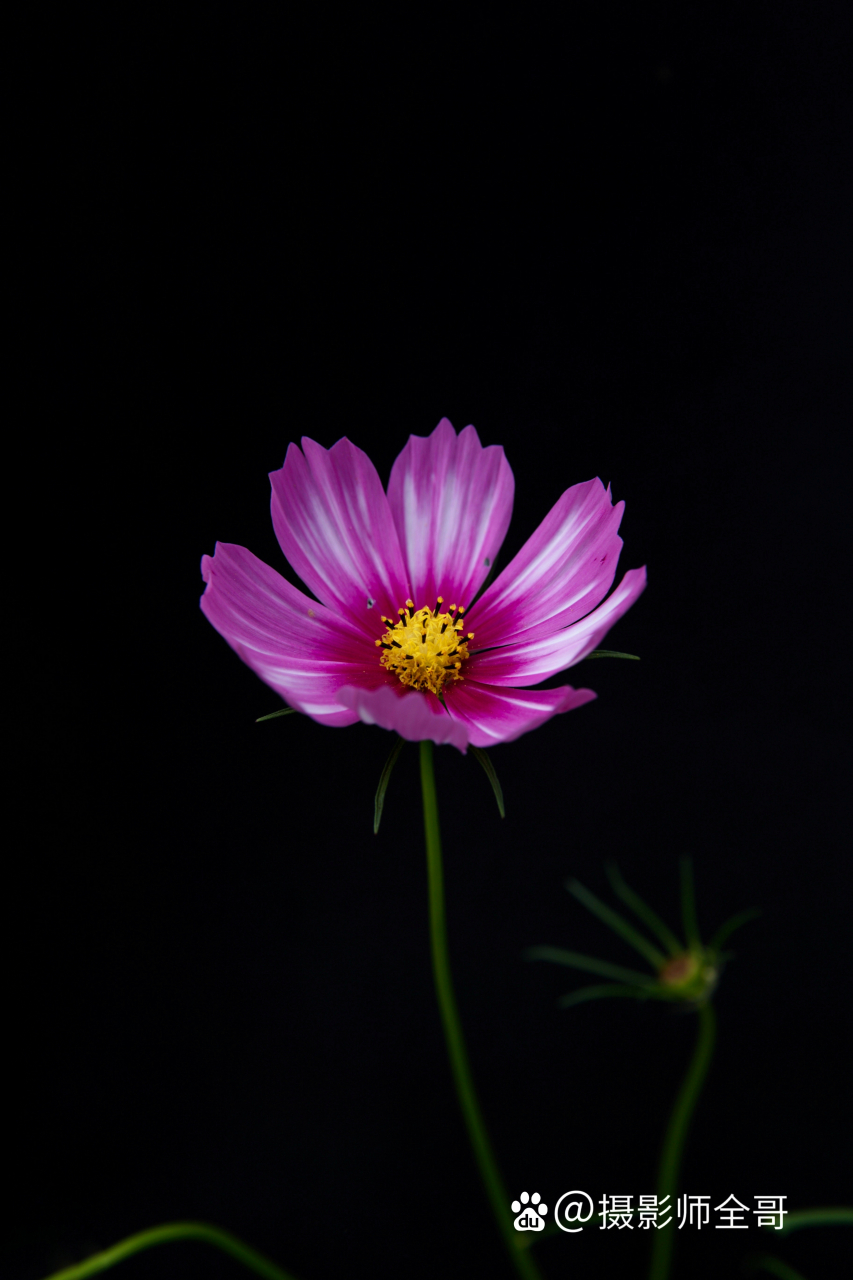 高清一朵花唯美图片图片