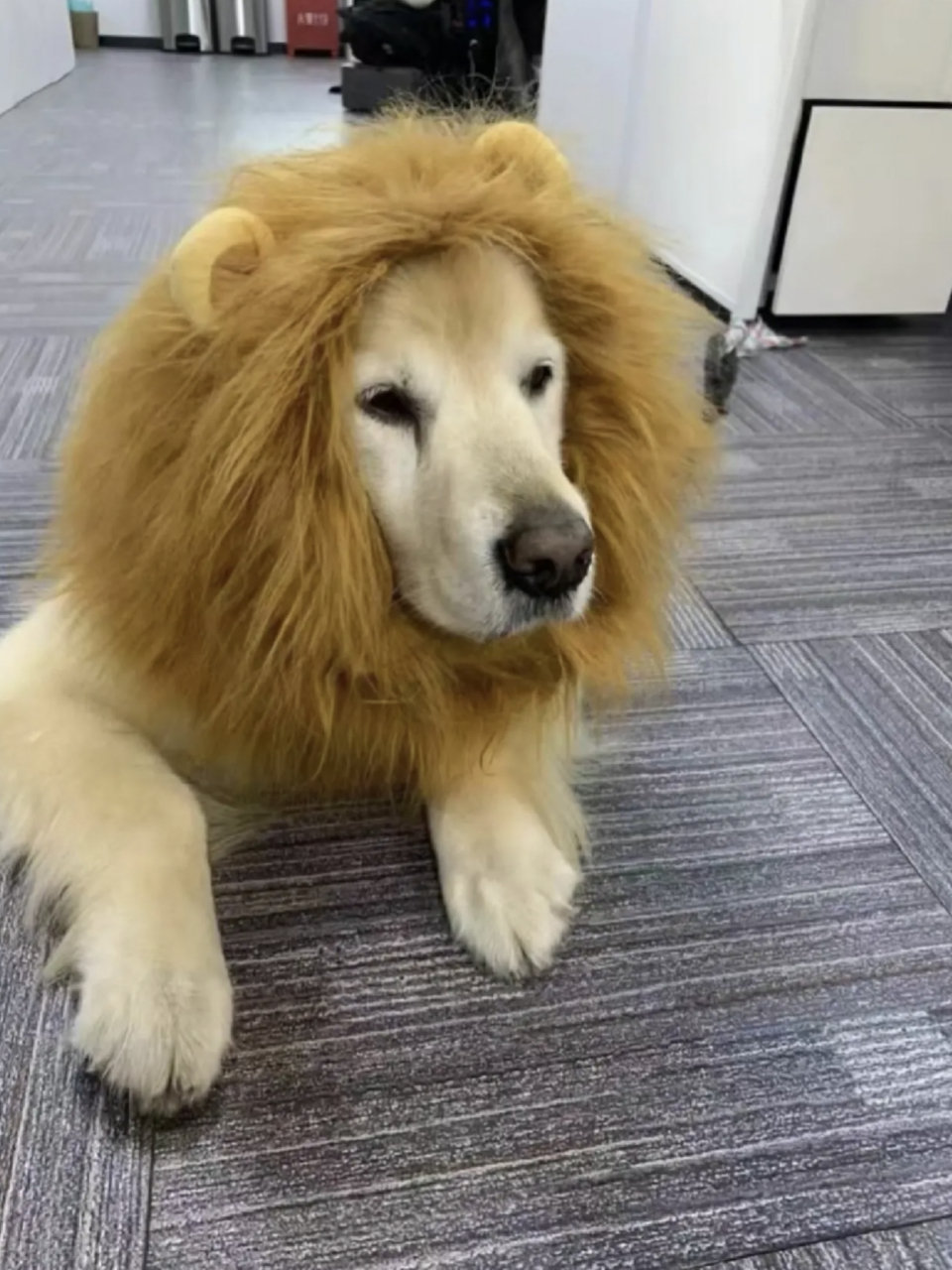 哈哈哈,办公室里竟然有人养"狮子!"[滑稽]#搞笑萌宠