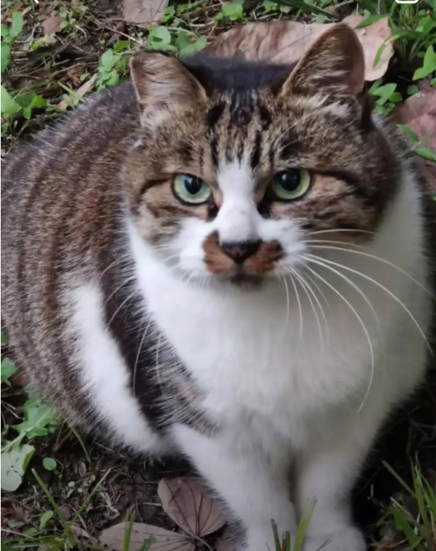 简州猫和狸花猫混交图片